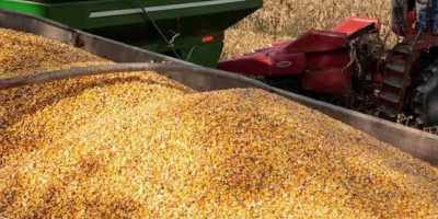 Exportações de grãos da Ucrânia caem 36,6% em setembro, diz governo