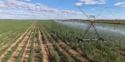 Safra de cana-de-açúcar recua no Norte e Nordeste com impacto das chuvas