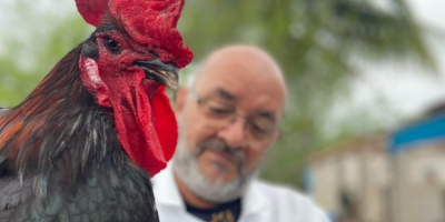 Universidade amplia distribuição de genética de aves e fortalece produção avícola na Bahia