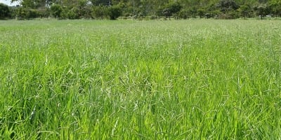 Primeira cultivar brasileira de Brachiaria decumbens chega ao mercado