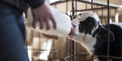 Cria e recria definem o futuro produtivo das fazendas leiteiras