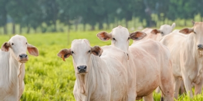 Mercado de reposição mantém trajetória de alta em novembro, com destaque para os machos nas principais praças