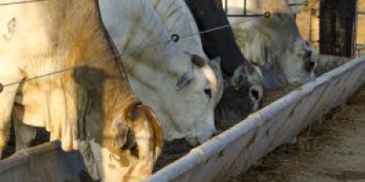Estratégias nutricionais intensificam aproveitamento do milho no confinamento