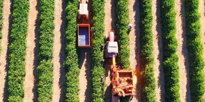 Colheita de café avança 67,1% na área de atuação da Cooxupé