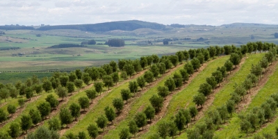 El Niño: Embrapa orienta produtores do Sul a se prepararem para reduzir impactos no campo