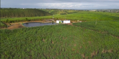 Usinas do Nordeste registram ganhos de até 92,8% na produtividade da cana com irrigação por gotejamento