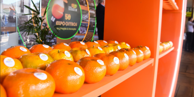 Citricultura brasileira vive ciclo de estratégias com a retomada da produção e o domínio do mercado global