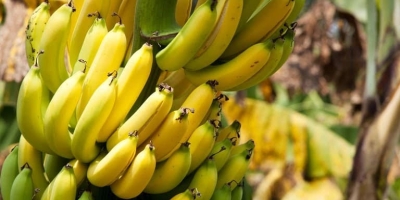 Vale do Ribeira conquista Indicação Geográfica da banana