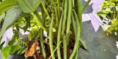 Colheita concentrada torna o feijão-vagem determinado uma opção eficiente para produtores