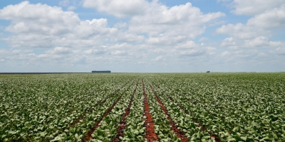 Produção de biodiesel cresce e Mato Grosso responde por 26% do volume nacional, aponta Imea