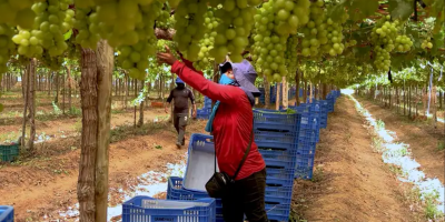 Produção de frutas cresce 19% no Nordeste em quatro anos e consolida região como centro fruticultor nacional
