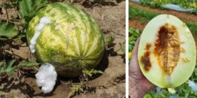 Sementes piratas contaminadas podem devastar produção de melão e melancia no Brasil