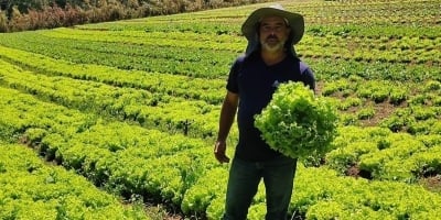 São Paulo é líder disparado na produção nacional de alface