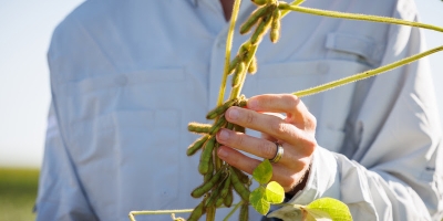 BASF, Corteva Agriscience e M.S. Technologies, L.L.C. assinam acordo para lançar no Brasil, até o final desta década, combinação de biotecnologias de soja inédita no setor