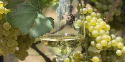 Safra da uva de Monte Belo do Sul foi uma das melhores da história, afirma vinícola