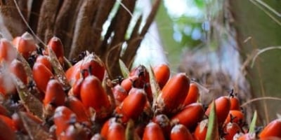 Indonésia pode confiscar mais 5 mi hectares de plantações de óleo de palma em 2026