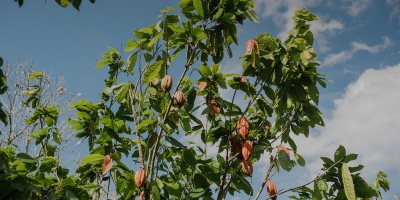 Entidades brasileiras do setor cacaueiro apresentam estudo no Partnership Meeting 2026, em Amsterdã