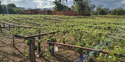 Governo de SP mobiliza força-tarefa para levantar danos do temporal à produção rural na região de Ribeirão Preto
