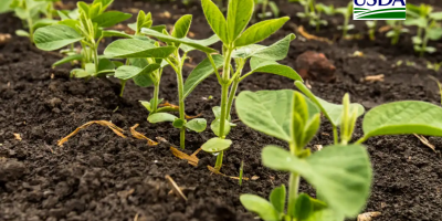 USDA: Ritmo de plantio nos EUA segue intenso e soja já chega a 23% da área prevista