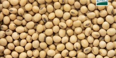 USDA: Vendas semanais de soja 26/27 dos EUA superam expectativas e passam de 1 milhão de toneladas; China lidera compras