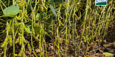 USDA: Lavouras de soja têm nova piora nos EUA e índice de bom/excelente cai para 58% nos EUA;