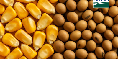 USDA: O que é preciso saber antes dos novos números? Atenção aos estoques de soja e milho