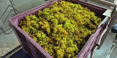 Cooperativa Vinícola Garibaldi deve receber mais de 30 mil toneladas de uvas nesta safra
