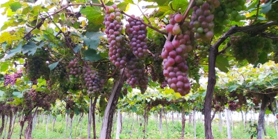 Conselho de Prefeitos debate ações e investimentos para o Circuito das Frutas