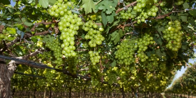 Uva/Cepea: Mercado do Vale segue com baixa oferta