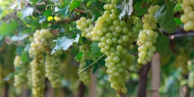 Vinícola Aurora projeta safra de 85 milhões de quilos e registra aumento de área destinada a uvas para espumantes