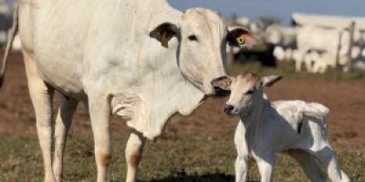Fêmeas superprecoces a pasto reduzem pressão por novas áreas e ampliam a produção de bezerros