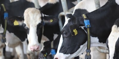 Dia Nacional da Pecuária: pecuária de precisão impulsiona a sucessão familiar e transforma a gestão no campo