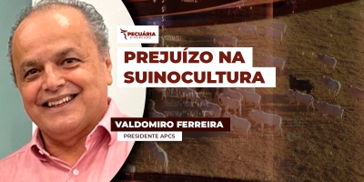 Suinocultura tem super oferta e preços abaixo do custo no primeiro semestre