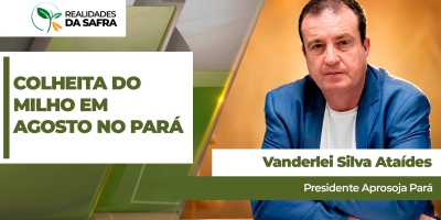 Após encerramento da soja, Pará tem bom desenvolvimento do milho e colheita deve começar em agosto