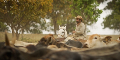 Capacete no campo é obrigatório? CNA esclarece quando o produtor precisa trocar o chapéu