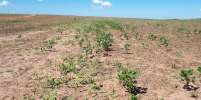 Aprosoja MT reforça os cuidados durante o Vazio Sanitário da soja