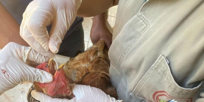 Rio Grande do Sul intensifica ações contra influenza aviária