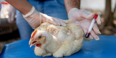 Vigilância sanitária comprova ausência de Influenza Aviária e Newcastle no Tocantins