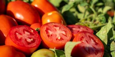 Tomate/Cepea: Maior oferta pressiona cotações no atacado