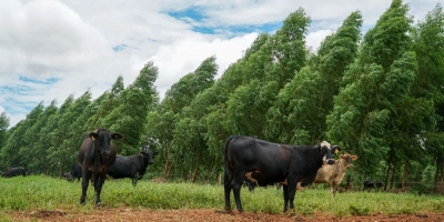 MT avança com programa inédito de sustentabilidade na produção de carne