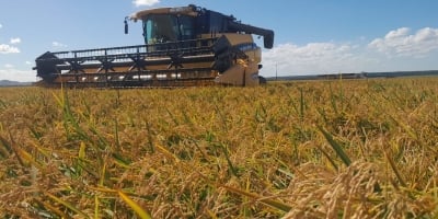 Colheitas de arroz e feijão entram na reta final pelo Brasil
