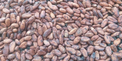 Governo Federal suspende importação de amêndoas de cacau da Costa do Marfim após reivindicação de produtores baianos