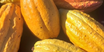 “Cacau vai crescer no Brasil e esse cacau será irrigado”, afirma especialista