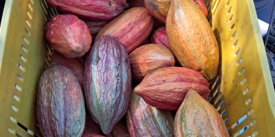 Fontes dizem que a Costa do Marfim considera seguir o exemplo de Gana e reduzir o preço do cacau pago ao produtor.