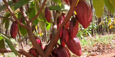 El Niño ameaça produção de cacau e reforça importância de projetos preparados para eventos climáticos extremos