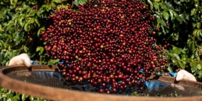 Conab: Com maior safra de conilon, produção de café é estimada em 56,5 milhões de sacas em 2025
