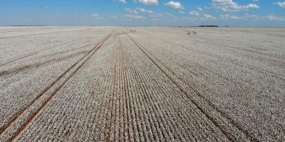 Algodão inicia março com valorização no Brasil e atenção do mercado ao cenário internacional