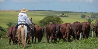 Santa Gertrudis expande território no MT e se firma no coração da pecuária brasileira