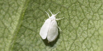 Mosca-branca pode inviabilizar cultivos de flores se controle não for preventivo