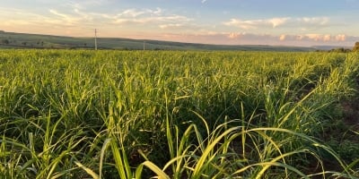 Produtores da Canaoeste reforçam gestão agronômica e aceleram adoção de tecnologia em safra desafiadora